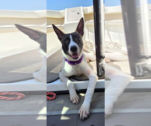 Baylea - Female Mutt Dog for Adoption - Photo #3