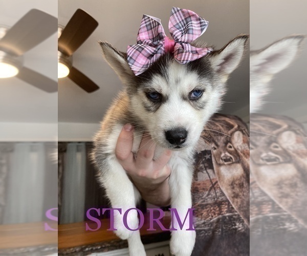 Full screen Photo #2 Siberian Husky Puppy For Sale in ALBION, IN, USA
