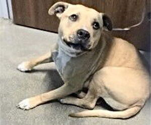 American Pit Bull Terrier Dogs for adoption in Houston, TX, USA