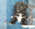 Small #34 Morkie