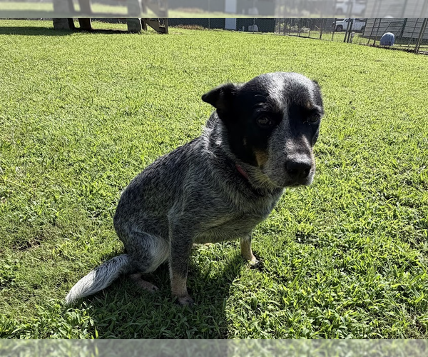 Medium Photo #2 Mutt Puppy For Sale in Garden City, NY, USA