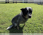 Small #1 Mutt