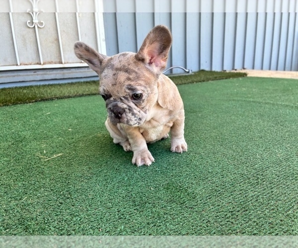 Medium Photo #8 French Bulldog Puppy For Sale in AGOURA HILLS, CA, USA