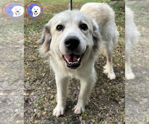 Taylor - Female Great Pyrenees Dog for Adoption - Photo #5