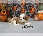 Small #11 Cavalier King Charles Spaniel