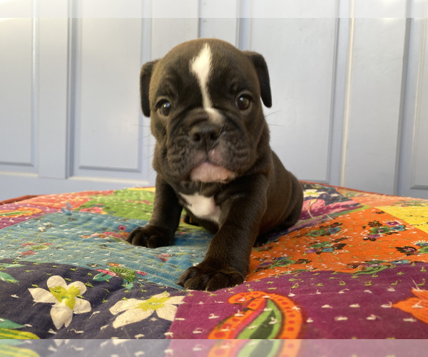 Medium Photo #14 Bulldog Puppy For Sale in EASTVALE, CA, USA