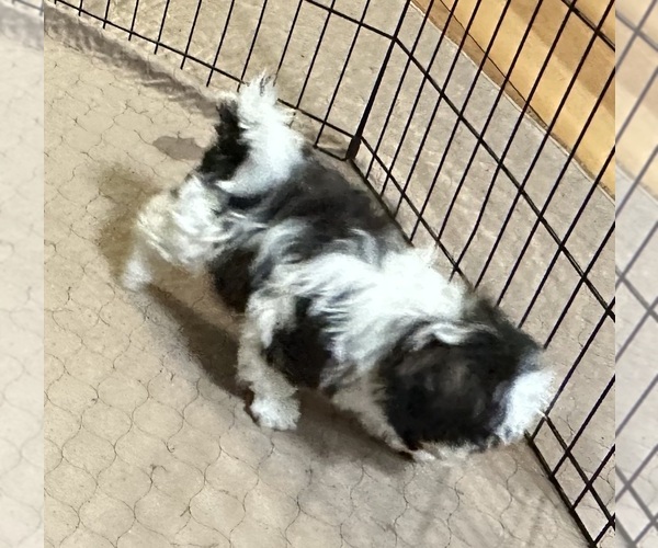 Medium Photo #9 ShihPoo Puppy For Sale in GLOUCESTER, VA, USA