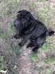 Small Photo #3 Chinese Shar-Pei Puppy For Sale in DIMONDALE, MI, USA