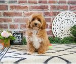 Small #2 Cavapoo (Miniature)