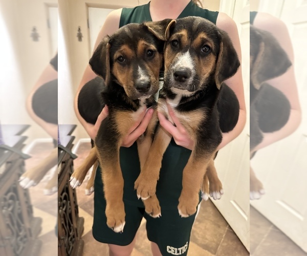 Medium Photo #1 German Shepherd Dog-Treeing Walker Coonhound Mix Puppy For Sale in MESA, AZ, USA
