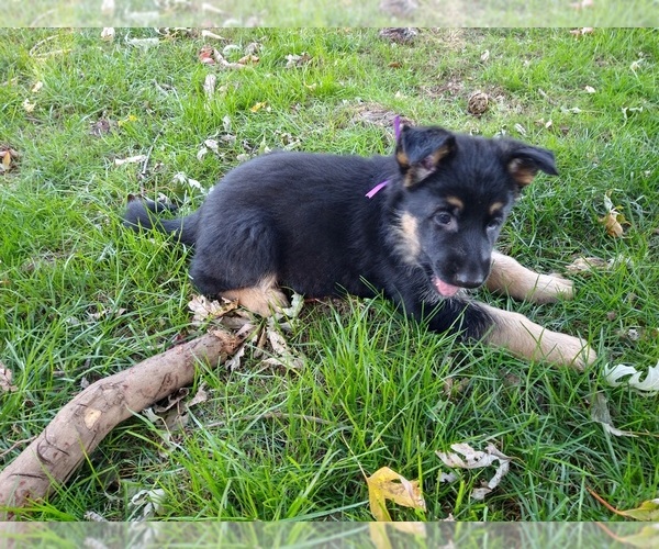 Medium Photo #5 German Shepherd Dog Puppy For Sale in OAK GROVE, OR, USA