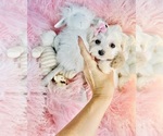 Small #3 Maltese