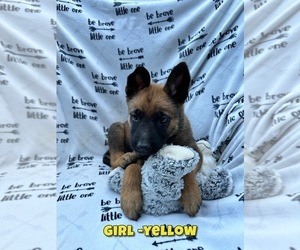 Belgian Malinois Puppy for sale in GILROY, CA, USA