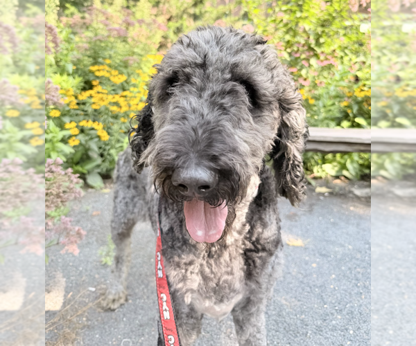 Medium Photo #3 Poodle (Standard)-Unknown Mix Puppy For Sale in Brooklyn, NY, USA