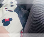 Small #4 American Staffordshire Terrier-Labrador Retriever Mix