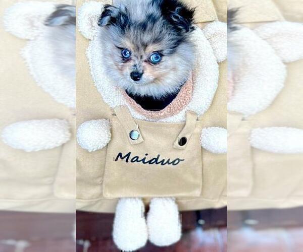 Medium Photo #8 Maltese Puppy For Sale in BEVERLY HILLS, CA, USA