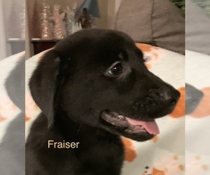 Labrador Retriever Puppy for sale in SPOTSYLVANIA, VA, USA