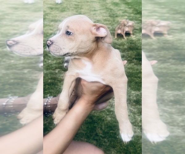 Medium Photo #14 American Bully Puppy For Sale in LAKE STATION, IN, USA