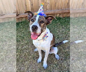 Boxer-Unknown Mix Dogs for adoption in OKLAHOMA CITY, OK, USA