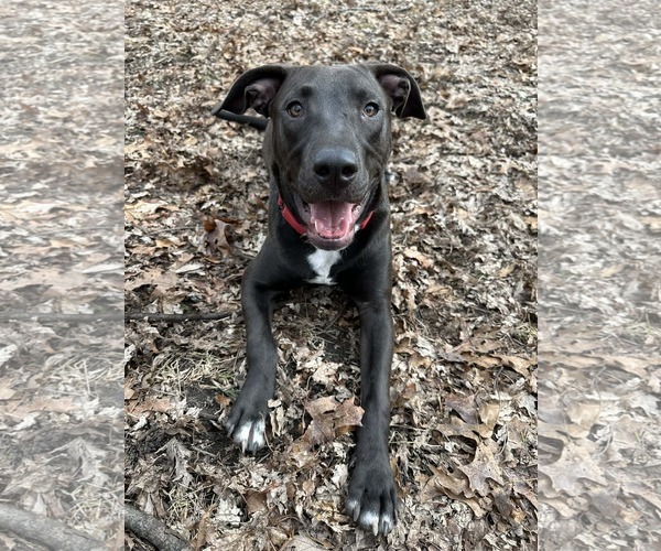 Medium Photo #1 American Pit Bull Terrier-Unknown Mix Puppy For Sale in Minneapolis, MN, USA