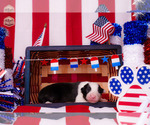Puppy Flounder Border Collie