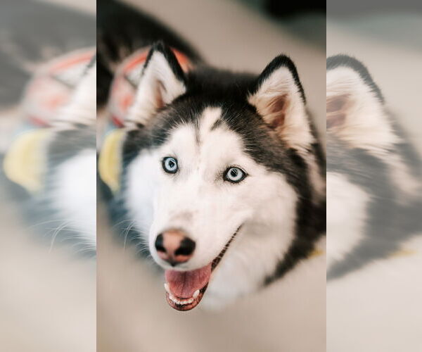 Medium Photo #1 Siberian Husky Puppy For Sale in Matawan, NJ, USA