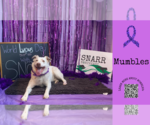 Small #3 Australian Shepherd Mix