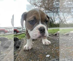 Olde English Bulldogge Puppy for sale in BROOKSVILLE, KY, USA