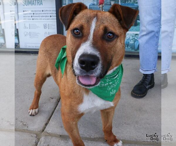 Medium Photo #4 Mutt Puppy For Sale in Washington, DC, USA
