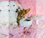 Small #10 Chihuahua