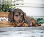 Puppy Jobe Dachshund