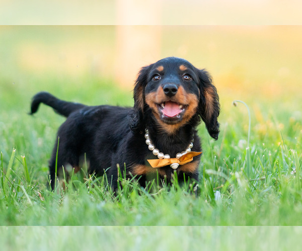 Medium Photo #3 Dachshund Puppy For Sale in WARSAW, IN, USA