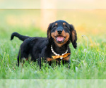 Small Photo #30 Dachshund Puppy For Sale in WARSAW, IN, USA