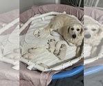 Small #17 English Cream Golden Retriever