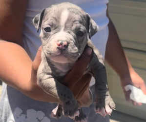 American Bully Puppy for sale in SACRAMENTO, CA, USA