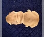 Small #4 French Bulldog