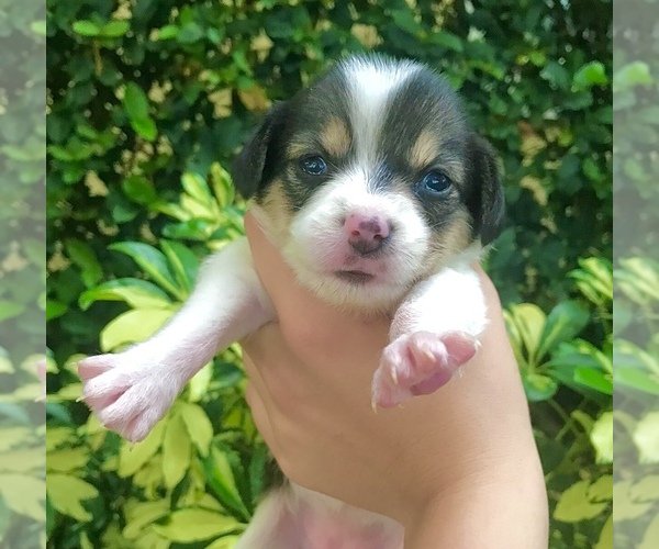 Medium Photo #2 Beagle-Papillon Mix Puppy For Sale in SARASOTA, FL, USA