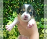 Small Photo #2 Beagle-Papillon Mix Puppy For Sale in SARASOTA, FL, USA