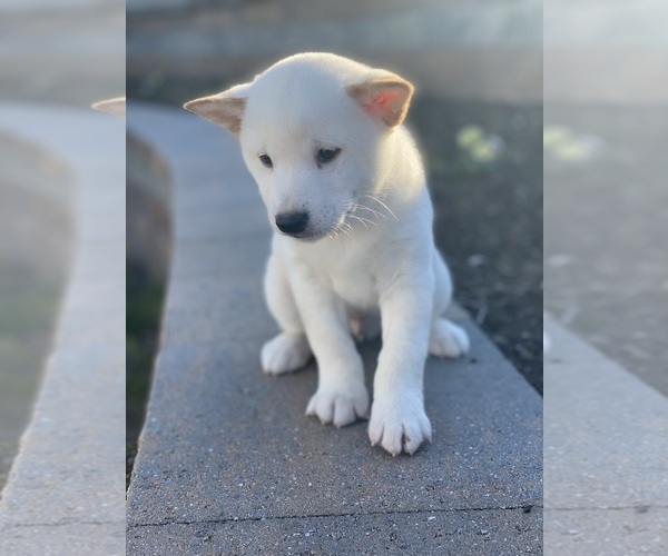 Medium Photo #4 Shiba Inu Puppy For Sale in CANOGA, NY, USA