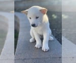 Small #3 Shiba Inu