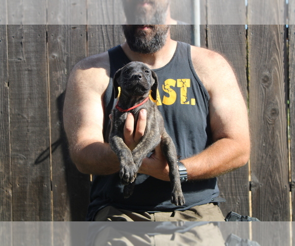 Medium Photo #6 Presa Canario Puppy For Sale in OAKLEY, CA, USA