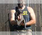 Small #5 Presa Canario