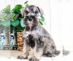 Image preview for Ad Listing. Nickname: Emmett