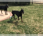 Small Photo #8 Doberman Pinscher Puppy For Sale in MACUNGIE, PA, USA