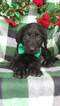 Small Photo #6 Labradoodle Puppy For Sale in LANCASTER, PA, USA