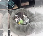 Small Beagle