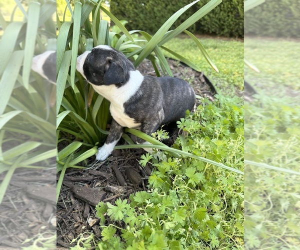 Medium Photo #6 Boston Terrier Puppy For Sale in FREDONIA, KS, USA