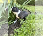 Small #5 Boston Terrier