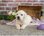 Small #4 Golden Retriever