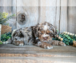 Small #2 Cocker Spaniel